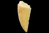 Serrated, Raptor Tooth - Real Dinosaur Tooth #179539-1